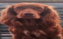 Cockapoo dogs for sale: The best cockapoos - Image 32