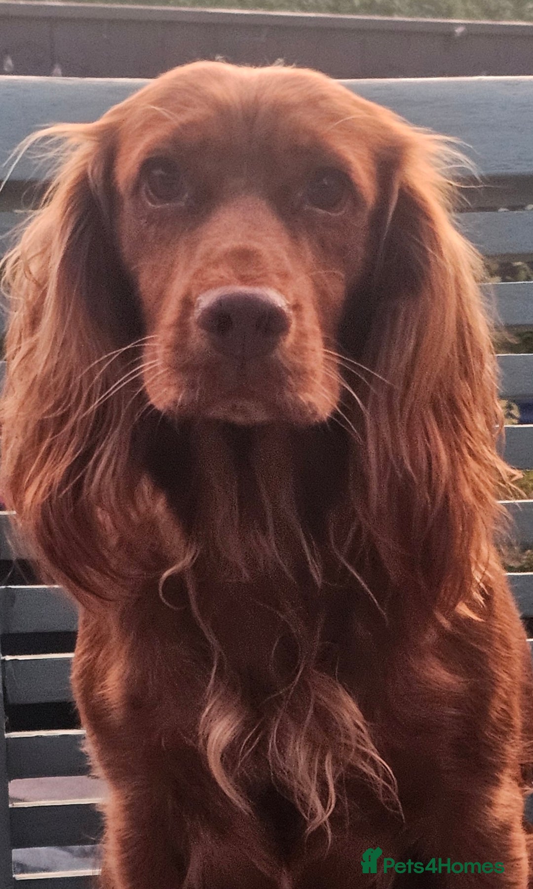 Cockapoo dogs for sale: The best cockapoos - Image 32