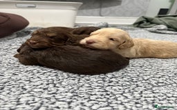 Cockapoo dogs for sale: F1 Cockerpoo’s  - Image 7