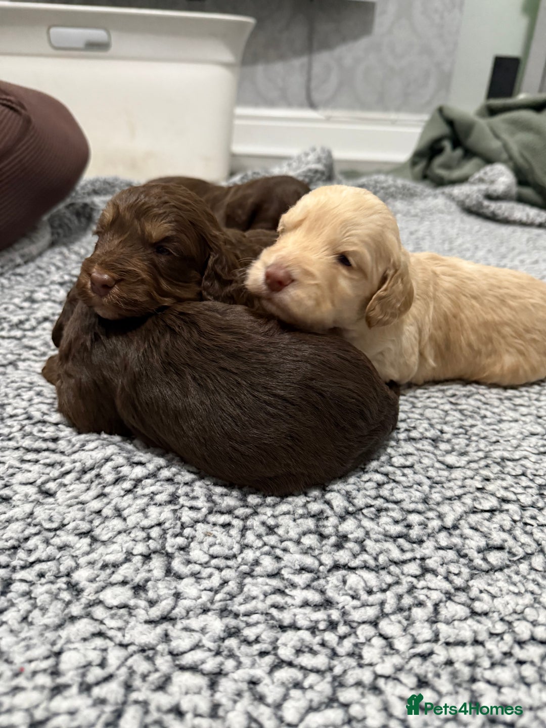 Cockapoo dogs for sale: F1 Cockerpoo’s  - Image 7