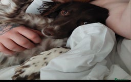 English Springer Spaniel dogs for sale: Lola. - Advert 1