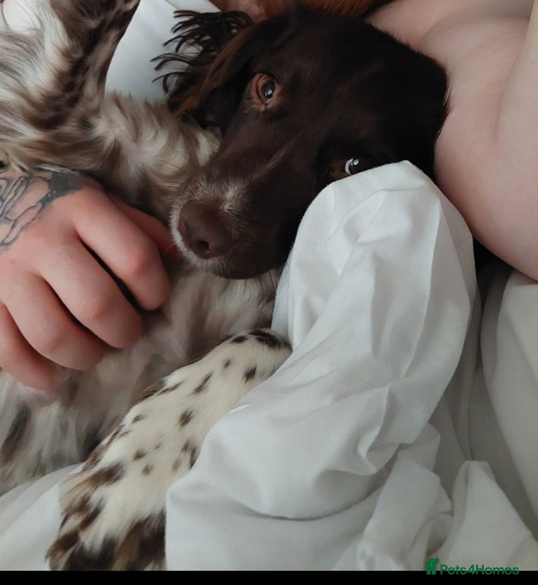 English Springer Spaniel dogs for sale: Lola. - Advert 1