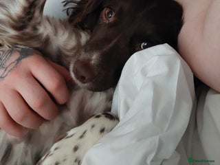 English Springer Spaniel dogs Lola. - Advert 1