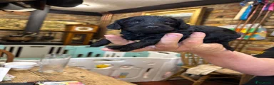 Cockapoo 3