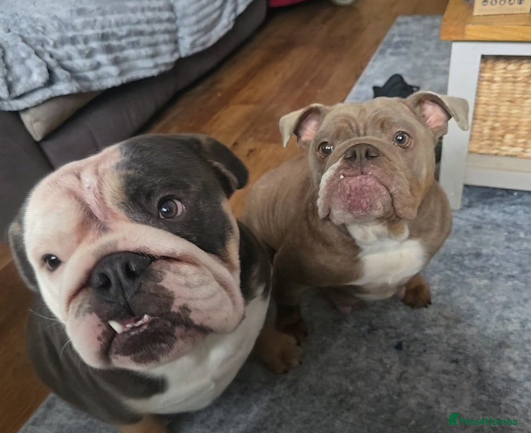 English Bulldog dogs for sale: English bulldog girls - Advert 10