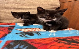Mixed Breed cats for sale: 3 beautiful kitties ready now!!  - Image 5