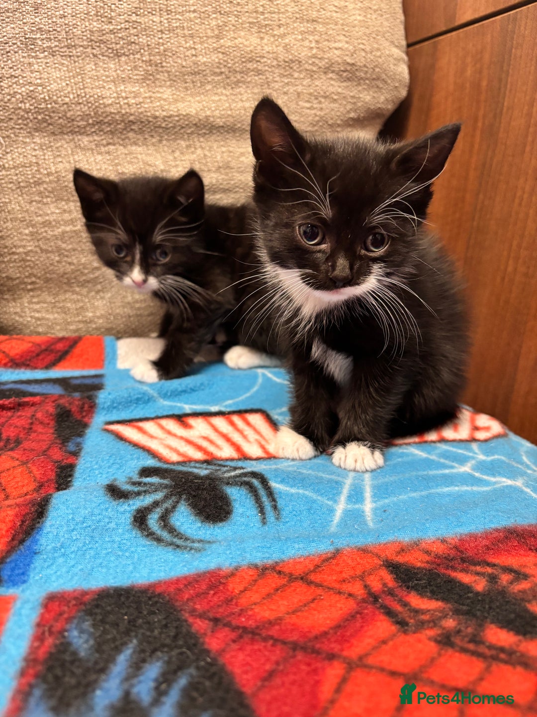 Mixed Breed cats for sale: 3 beautiful kitties ready now!!  - Image 5