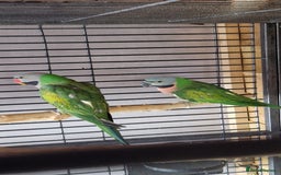Parrots birds for sale: Moustache parrots  - Image 1