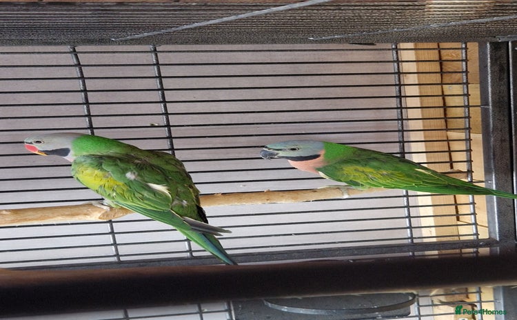Parrots birds - Advert 1