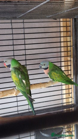 Parrots birds - Advert 5