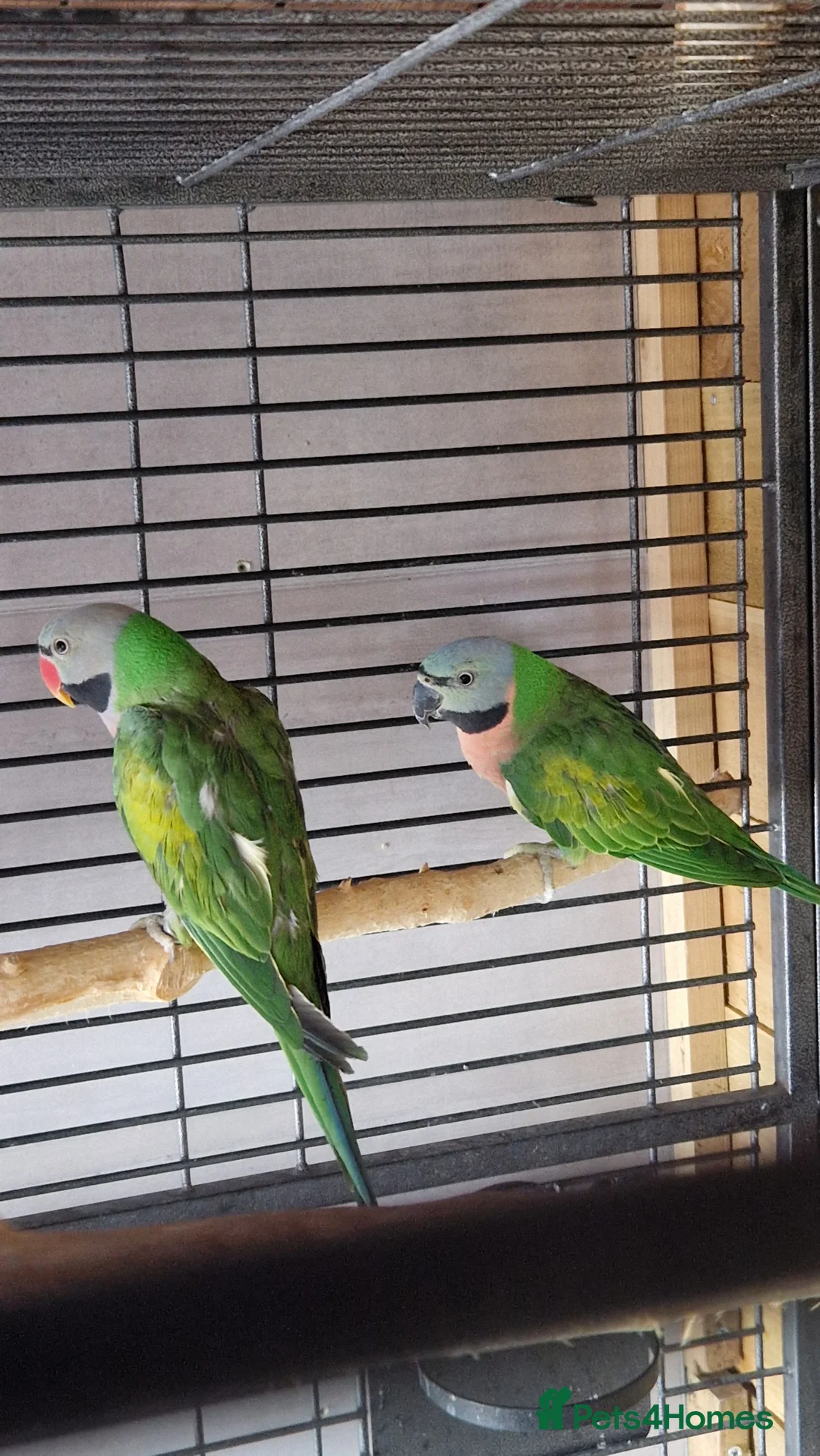 Parrots birds for sale: Moustache parrots,breeding pair &a tame cockatiel  - Advert 1