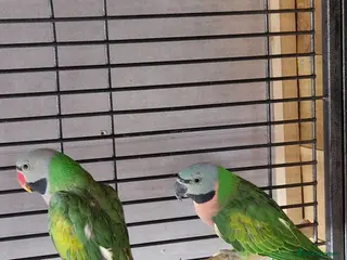 Parrots birds Moustache parrots - Advert 3