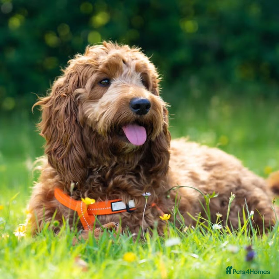 Cockapoo dogs for sale: WANTED looking for a cockapoo - Image 1