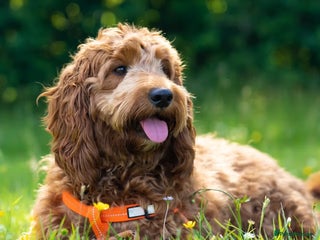 Cockapoo dogs - Advert 5