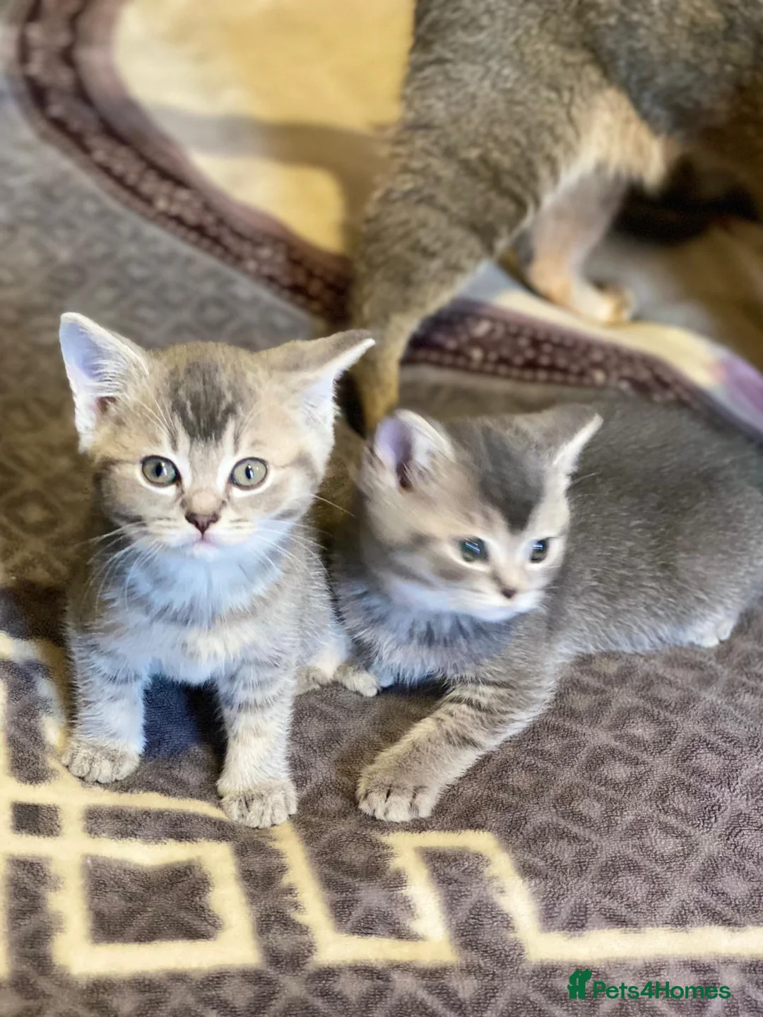 British Shorthair cats for sale: Beautiful BSH kittens in Doncaster - Advert 2