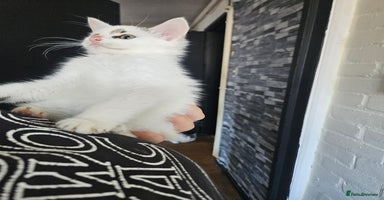 Mixed Breed cats - Advert 4