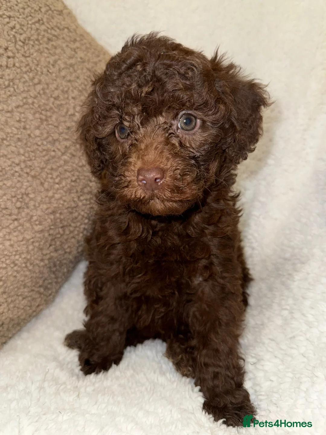 Miniature Poodle dogs for sale: Stunning Chocolate Miniature Poodles - Advert 18