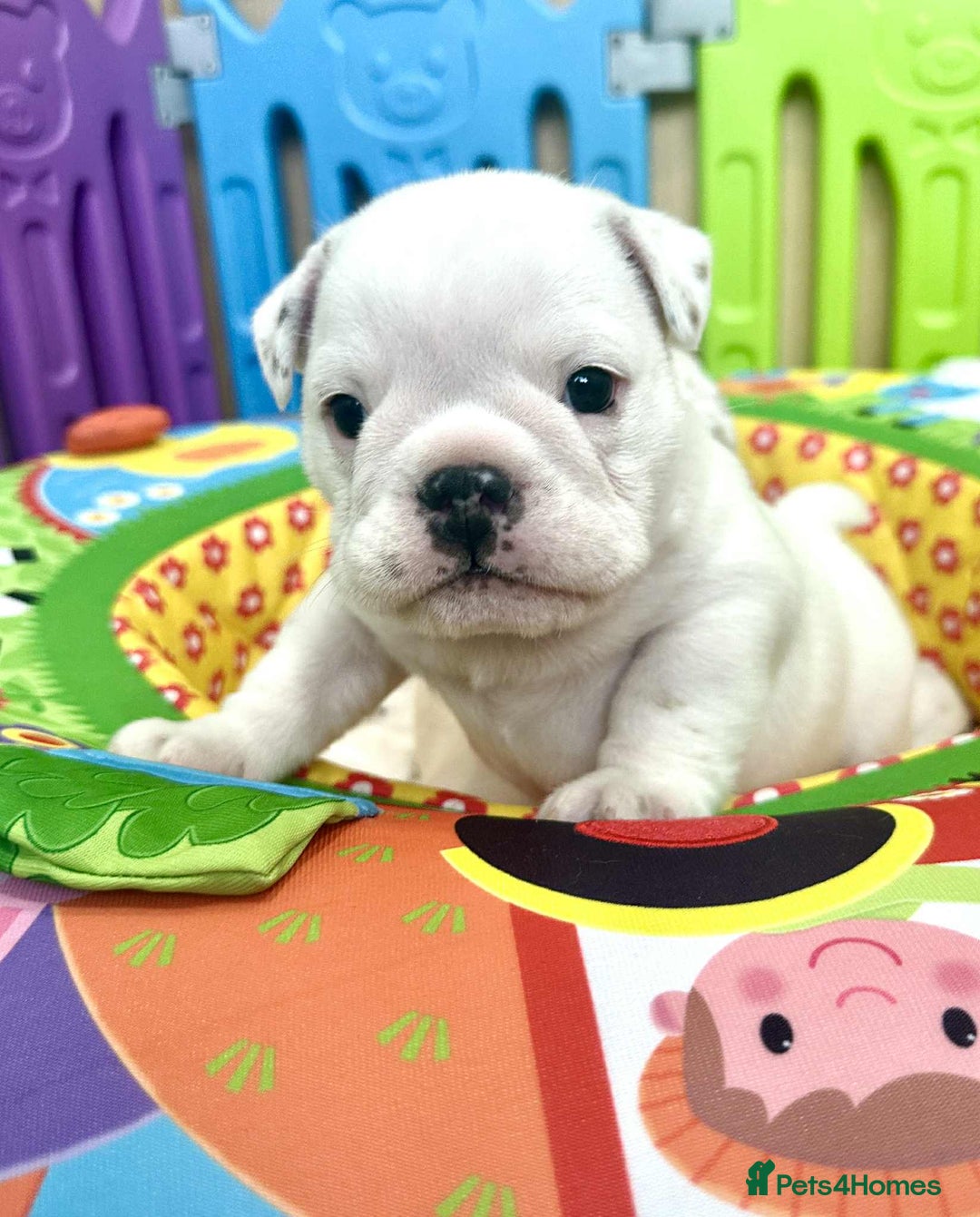 English Bulldog dogs for sale: ** PUREBRED STANDARD COLOUR BULLDOG PUPPIES** - Advert 29