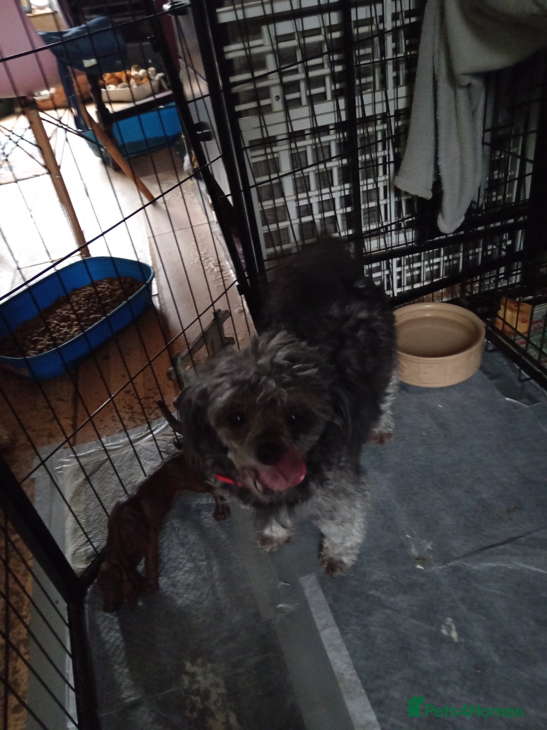 Poochon dogs for sale: POOCHON BOY PUPS - Advert 4