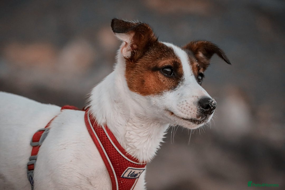 Jack Russell dogs for sale: 3 Male Jack Russell Pups - Image 8