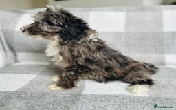 Cockapoo dogs for sale: Beautiful cockapoos looking for forever homes  - Image 4