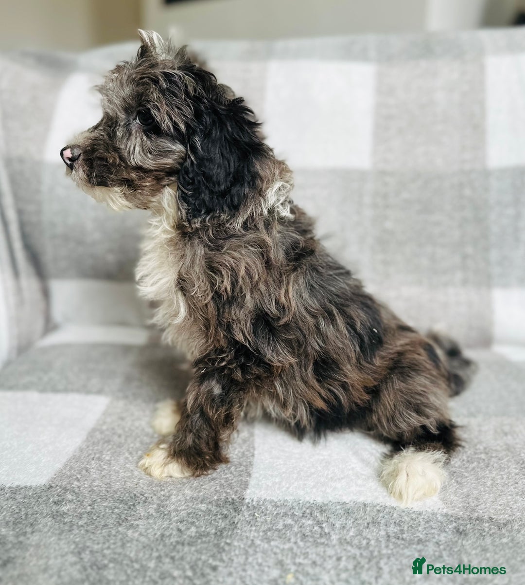 Cockapoo dogs for sale: Beautiful cockapoos looking for forever homes  - Image 4