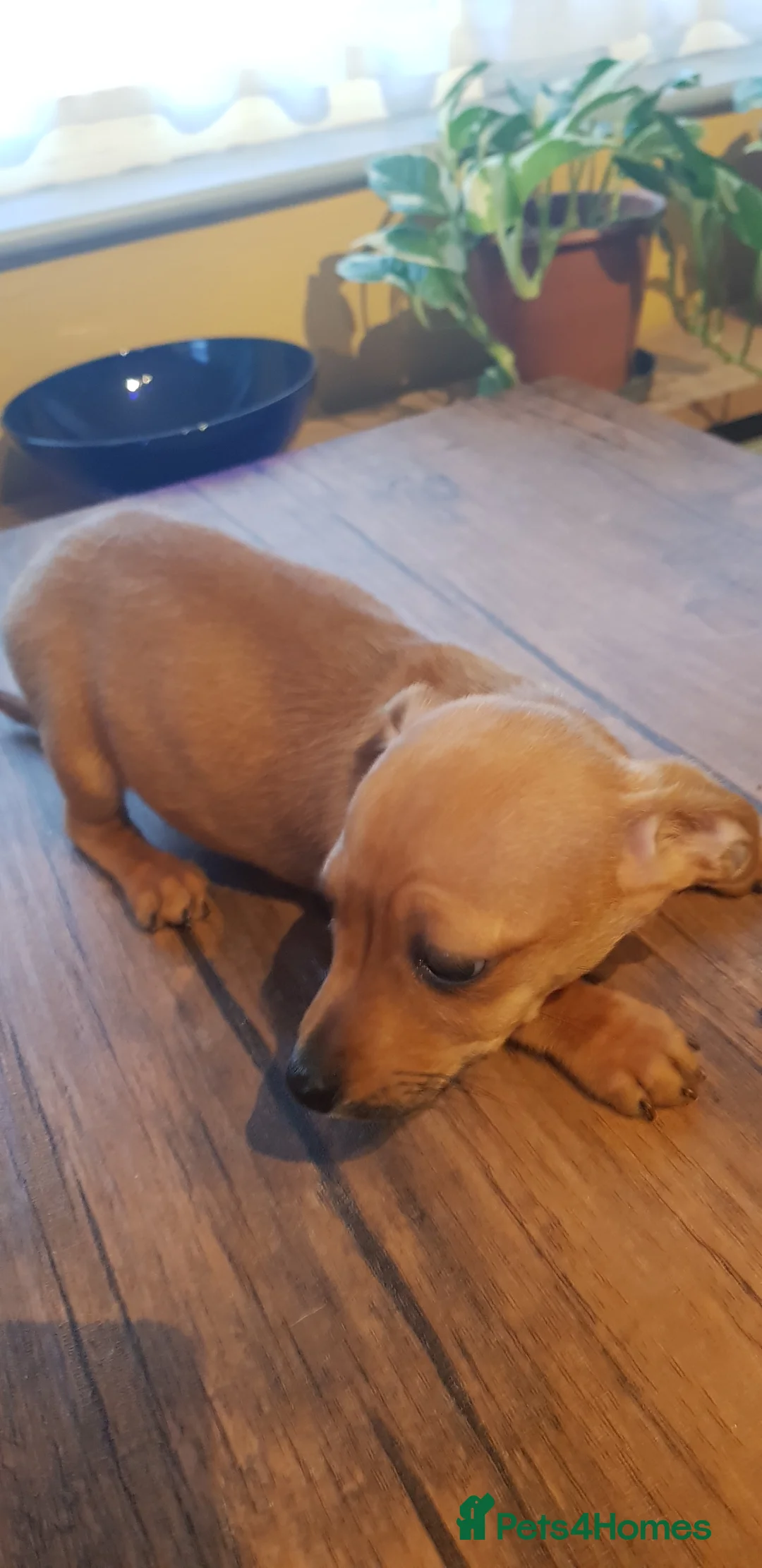 Chiweenie dogs for sale: Chiweenie pups for sale in Rowley Regis - Advert 7