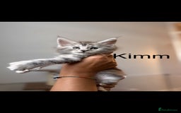 Maine Coon cats for sale: Maine coon polydactyl kittens DNA clear  - Image 5