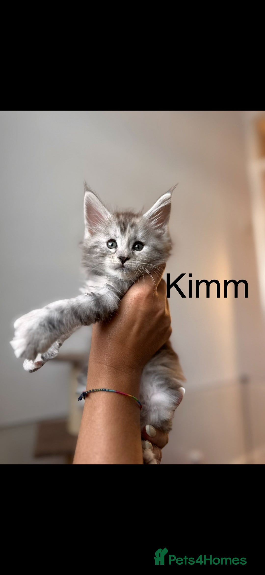 Maine Coon cats for sale: Maine coon polydactyl kittens DNA clear  - Image 5