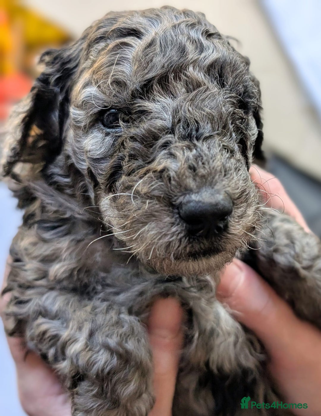 Australian Labradoodle dogs for sale: Adorable Miniature Australian Labradoodle Puppies - Image 9