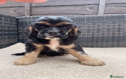Cocker Spaniel dogs for sale: Adorable American Cocker Spaniels Pups  - Image 2