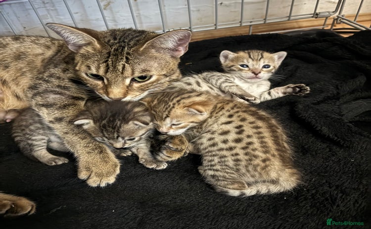 Savannah cats - Advert 2