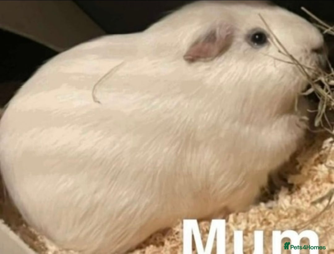 Guinea Pig rodents for sale: Guinea pigs are reserved  - Advert 3