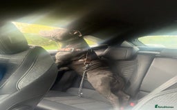 Staffordshire Bull Terrier dogs for sale: Male blue staffy  - Image 5