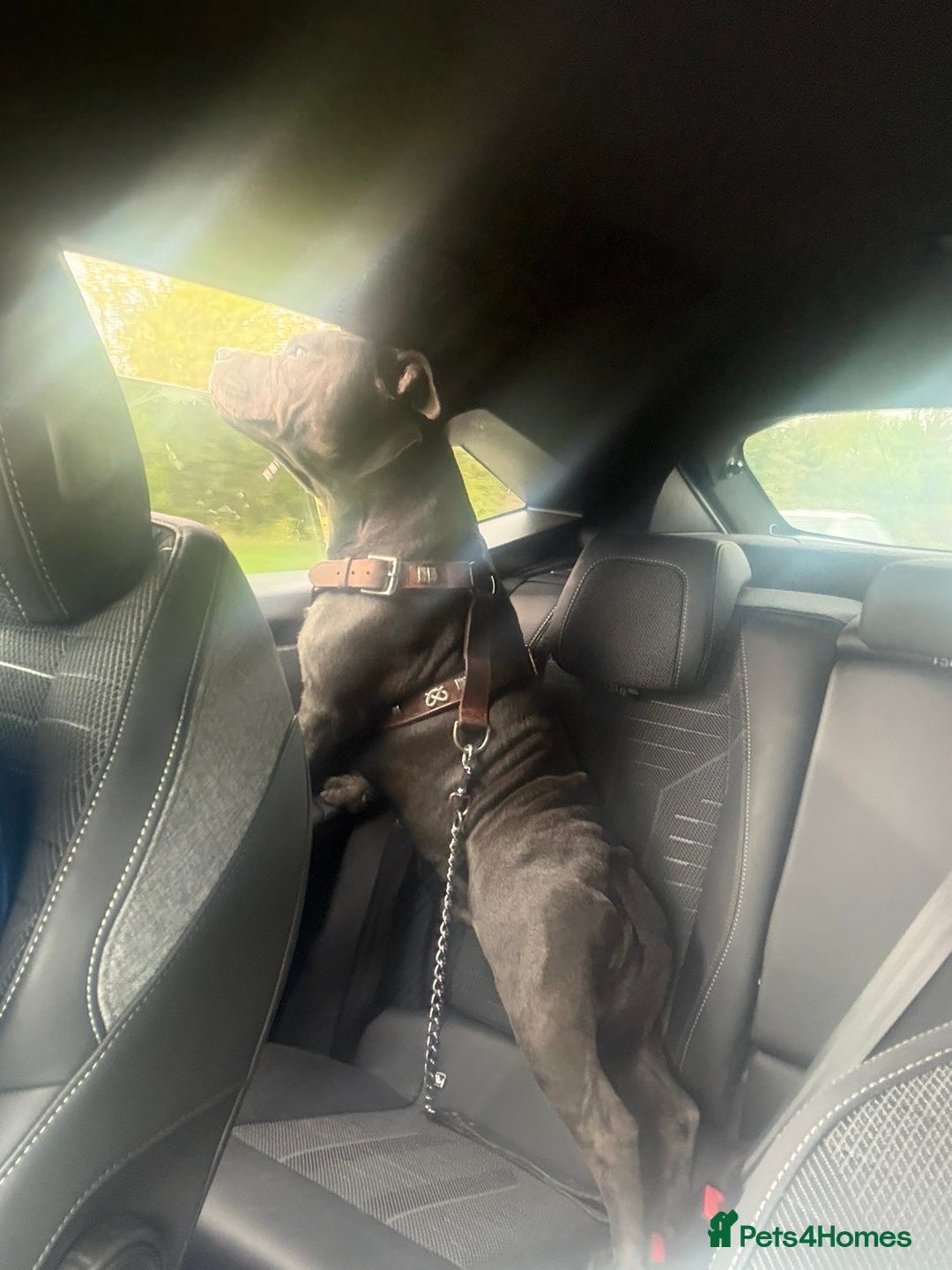 Staffordshire Bull Terrier dogs for sale: Male blue staffy  - Image 5