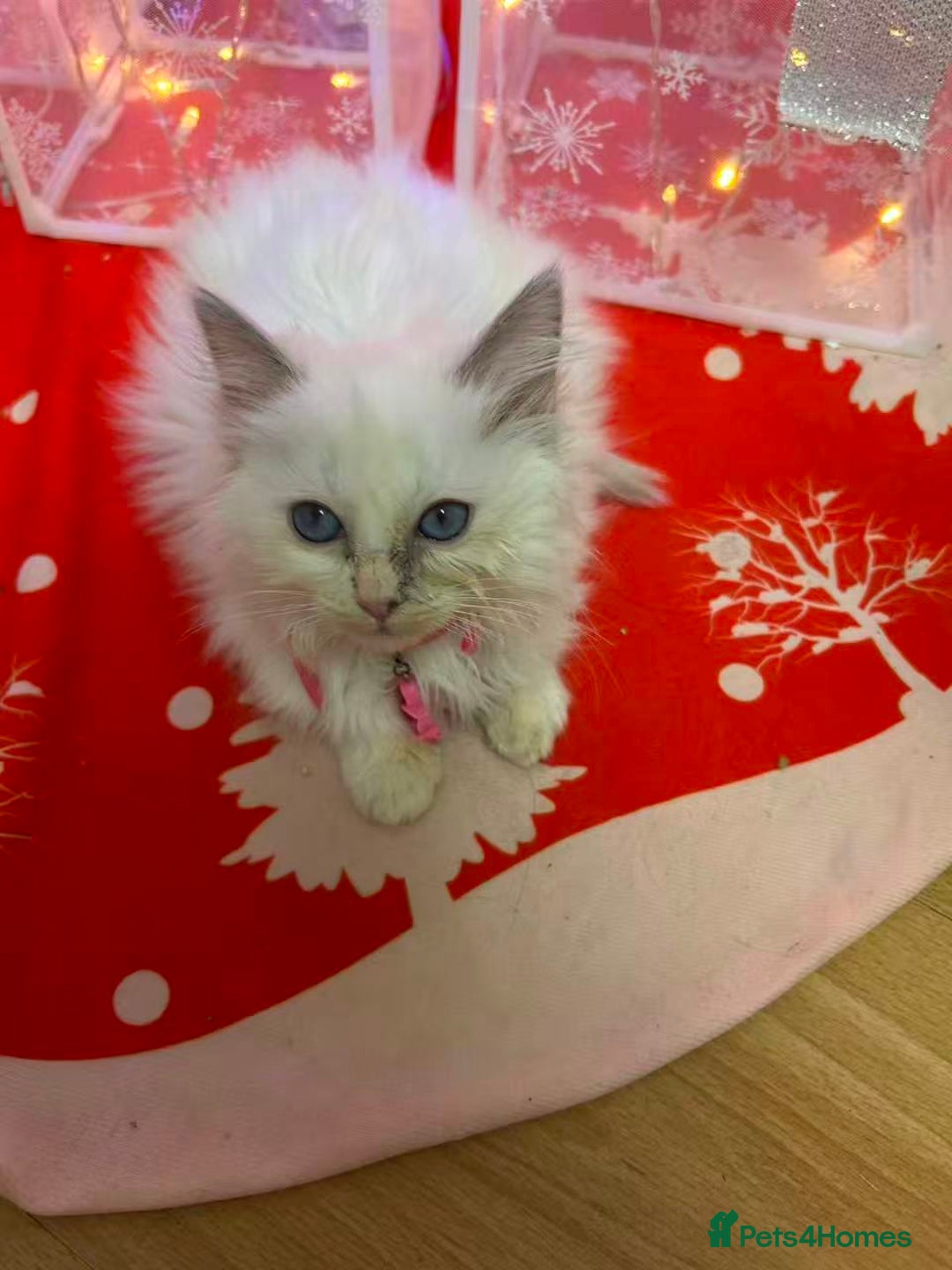 Ragdoll cats for sale: 8 Ragdoll cats for sale - Advert 10