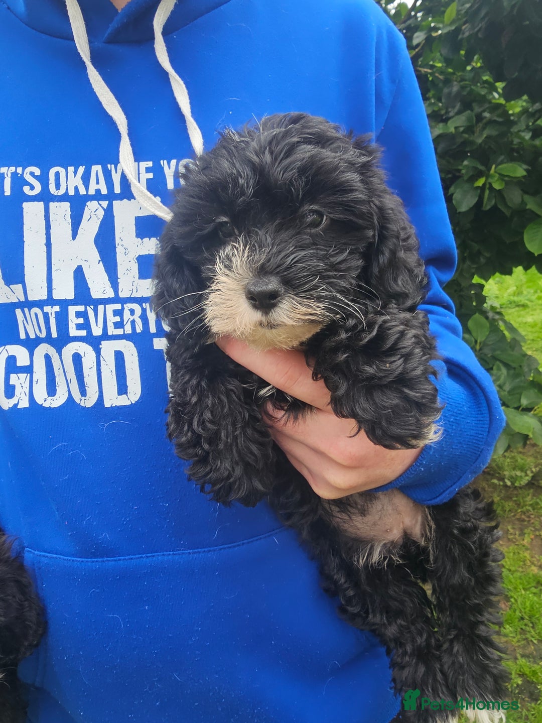 Mixed Breed dogs for sale: Chorkie x poodle pups - Image 2