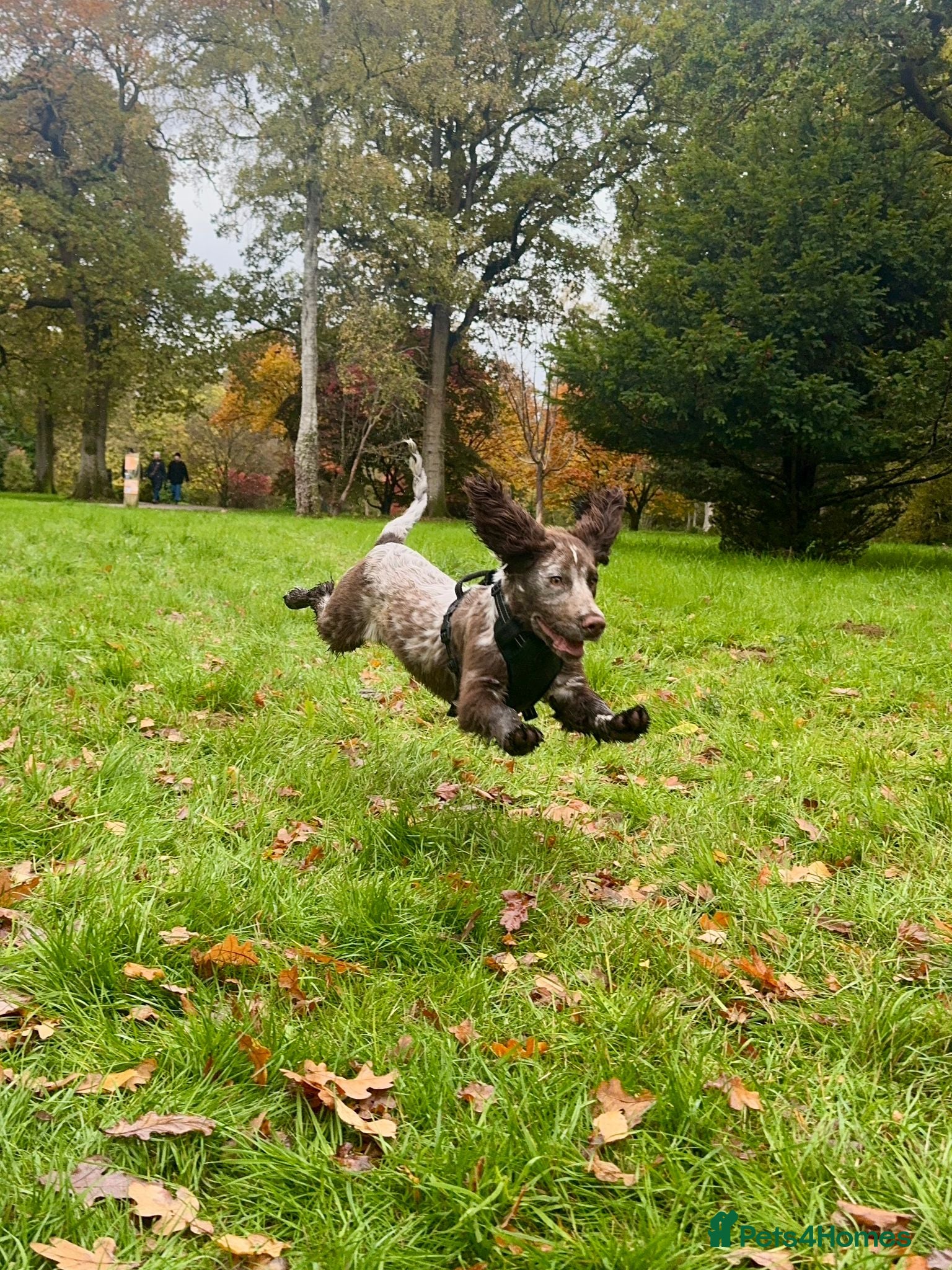 Cocker Spaniel dogs Cocker Spaniel  - Advert 1