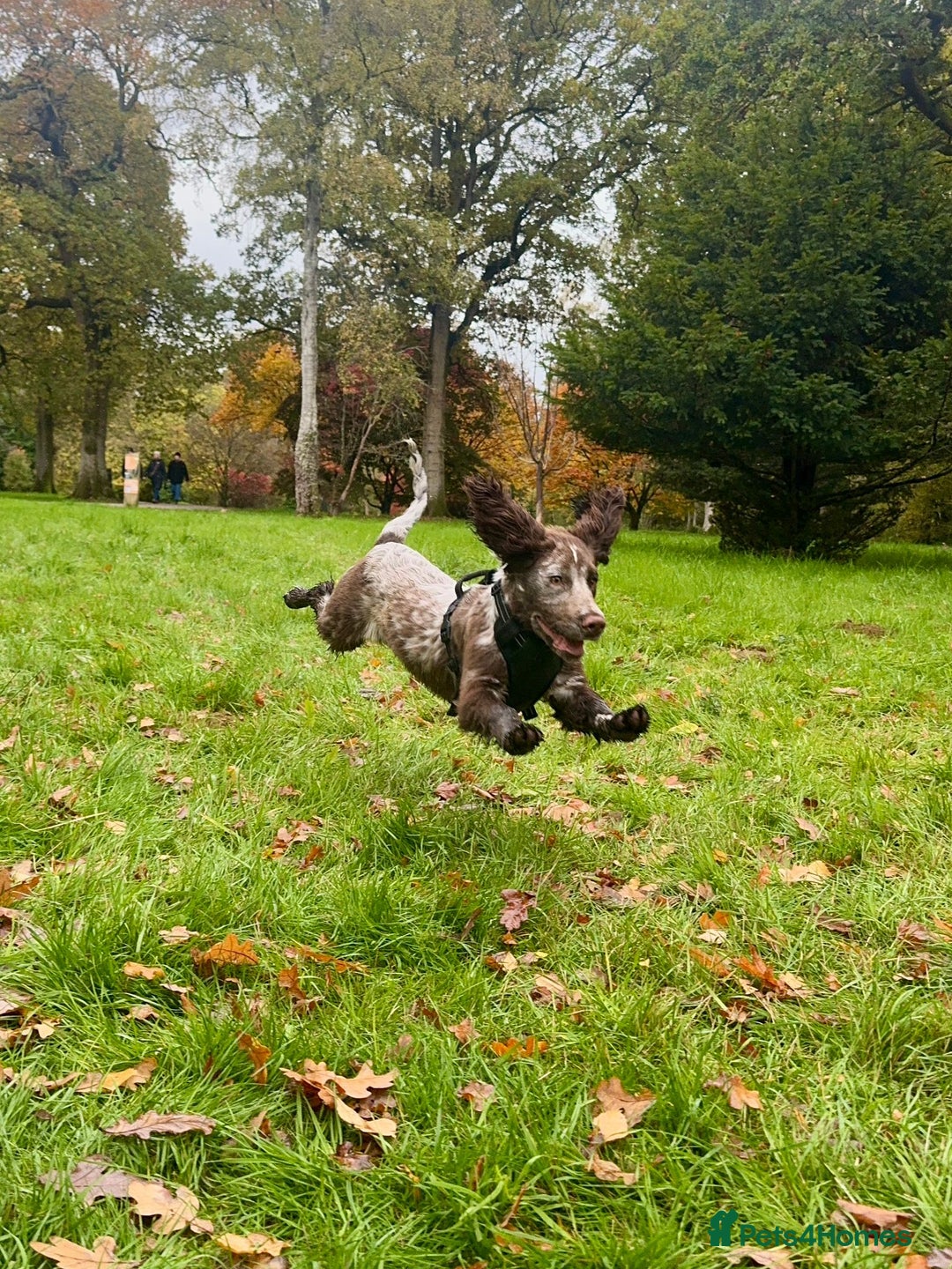 Cocker Spaniel dogs for sale: Cocker Spaniel  - Advert 1