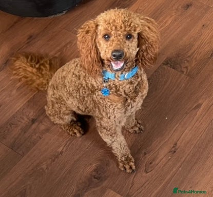 Toy Poodle dogs Kc Toy poodle  in Wakefield - Advert 22