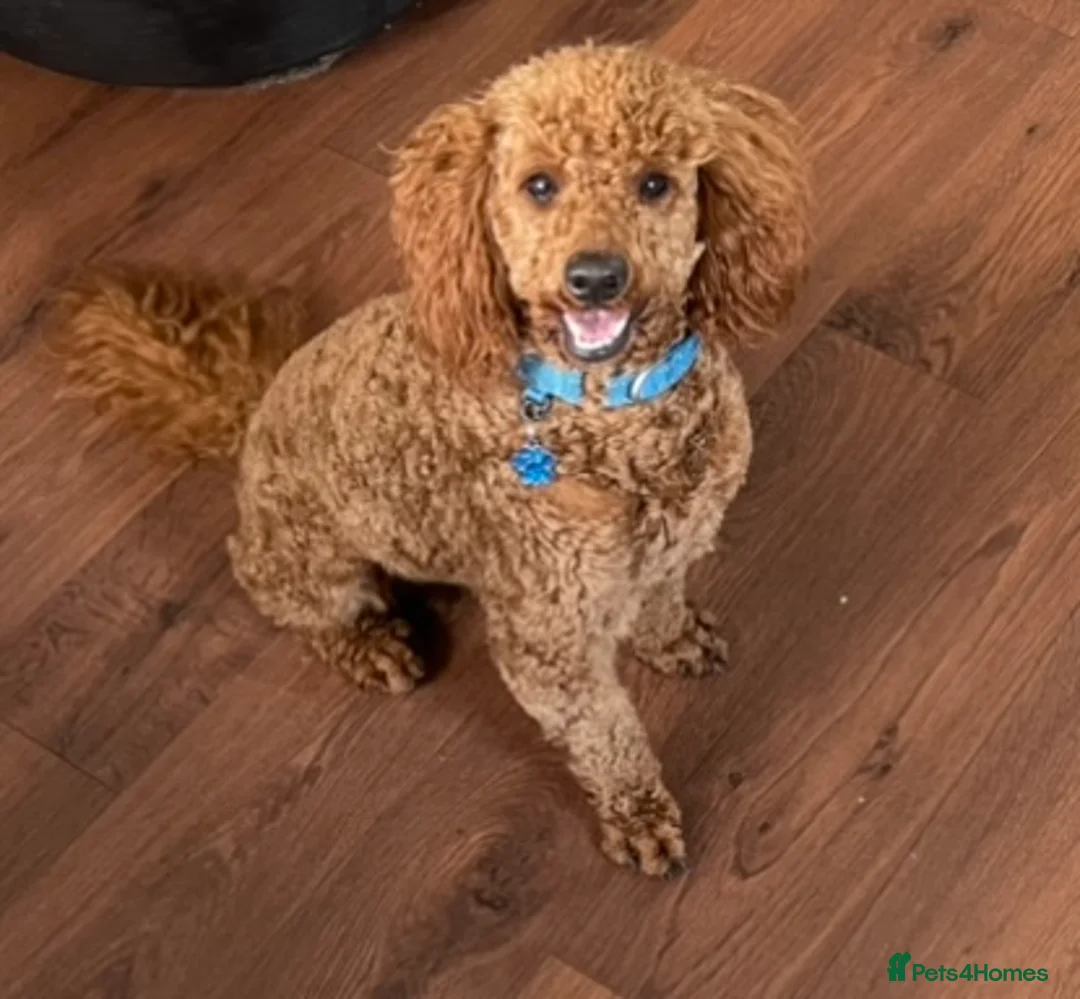 Toy Poodle dogs for stud: Kc Toy poodle  in Wakefield - Advert 1