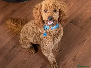 Toy Poodle dogs Kc Toy poodle in Wakefield - Advert 13