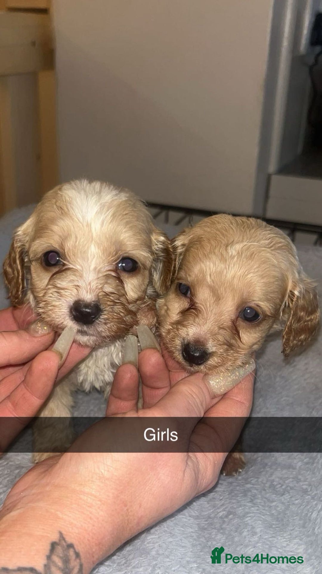 Cockapoo dogs for sale: Cockerpoo - Advert 8