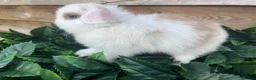 Mini Lion Lop rabbits for sale: Gorgeous Mini lion lops  - Advert 5