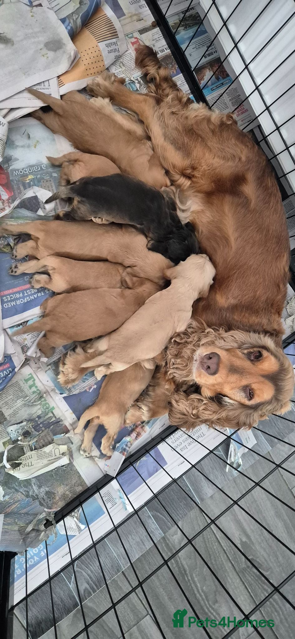 Cocker Spaniel dogs Superb show type cocker spaniel puppies  - Advert 1