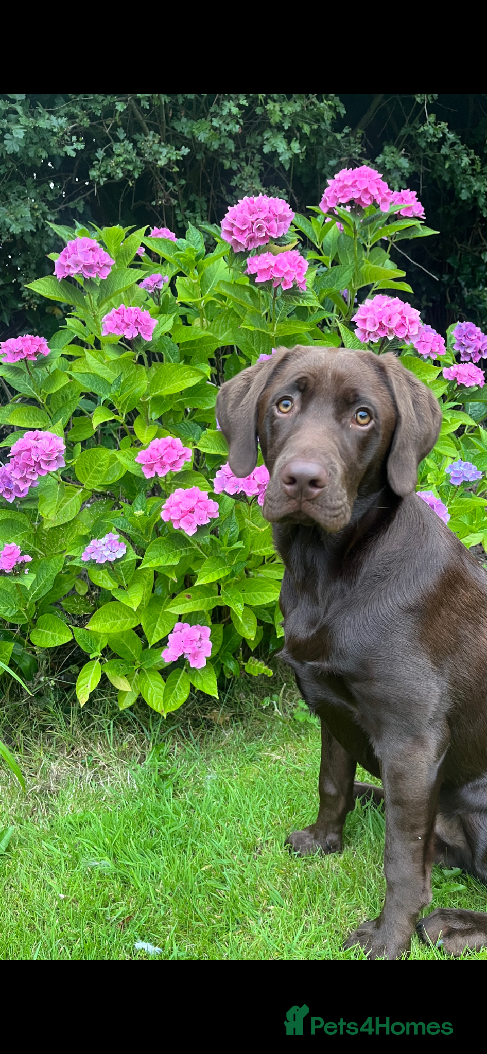 Labrador Retriever dogs Male Chocolate Labrador for stud  - Advert 4
