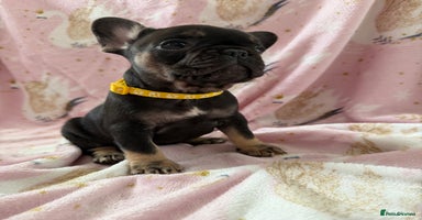 French Bulldog dogs 1 girl available KC registered frenchies🐾 - Advert 10
