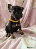 French Bulldog dogs 1 girl available KC registered frenchies🐾 - Advert 10