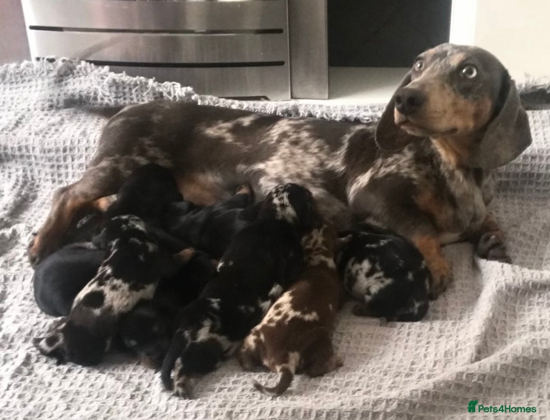 Miniature Dachshund dogs for sale: Miniature dachshund puppies - Advert 3