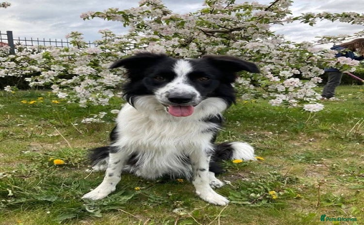 Border Collie dogs - Advert 3